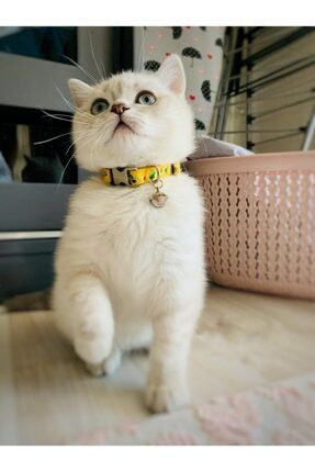 Avokado Desenli , Zilli Ve Metal Aksesuarlı Ayarlanabilir Kedi Boyun Tasması - Sarı tsm4354avokado