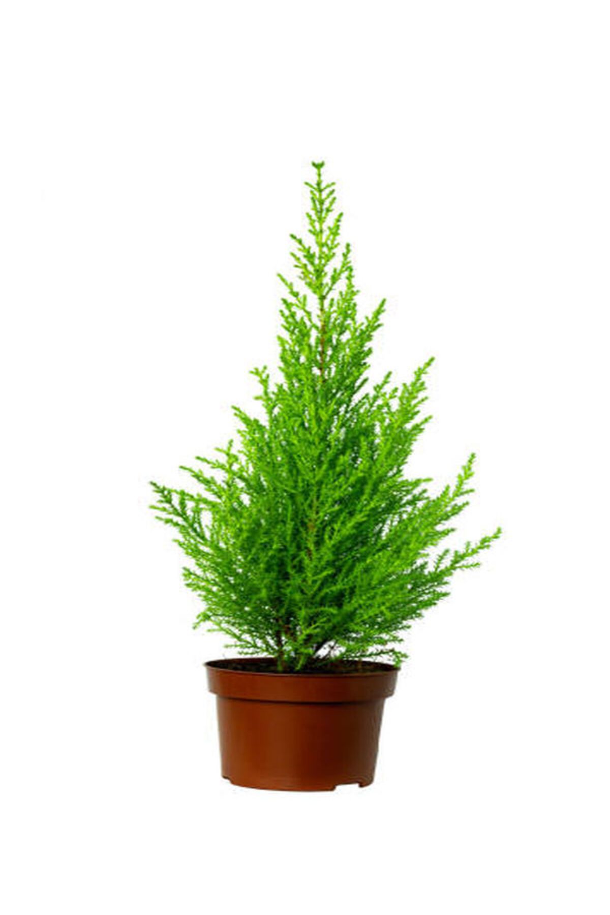 Videolu Mis Kokulu 1 Adet Limon Çamı Servi Fidanı 50-70cm Saksılı\tüplü (LEMON CYPRESS SAPLİNG) - 3
