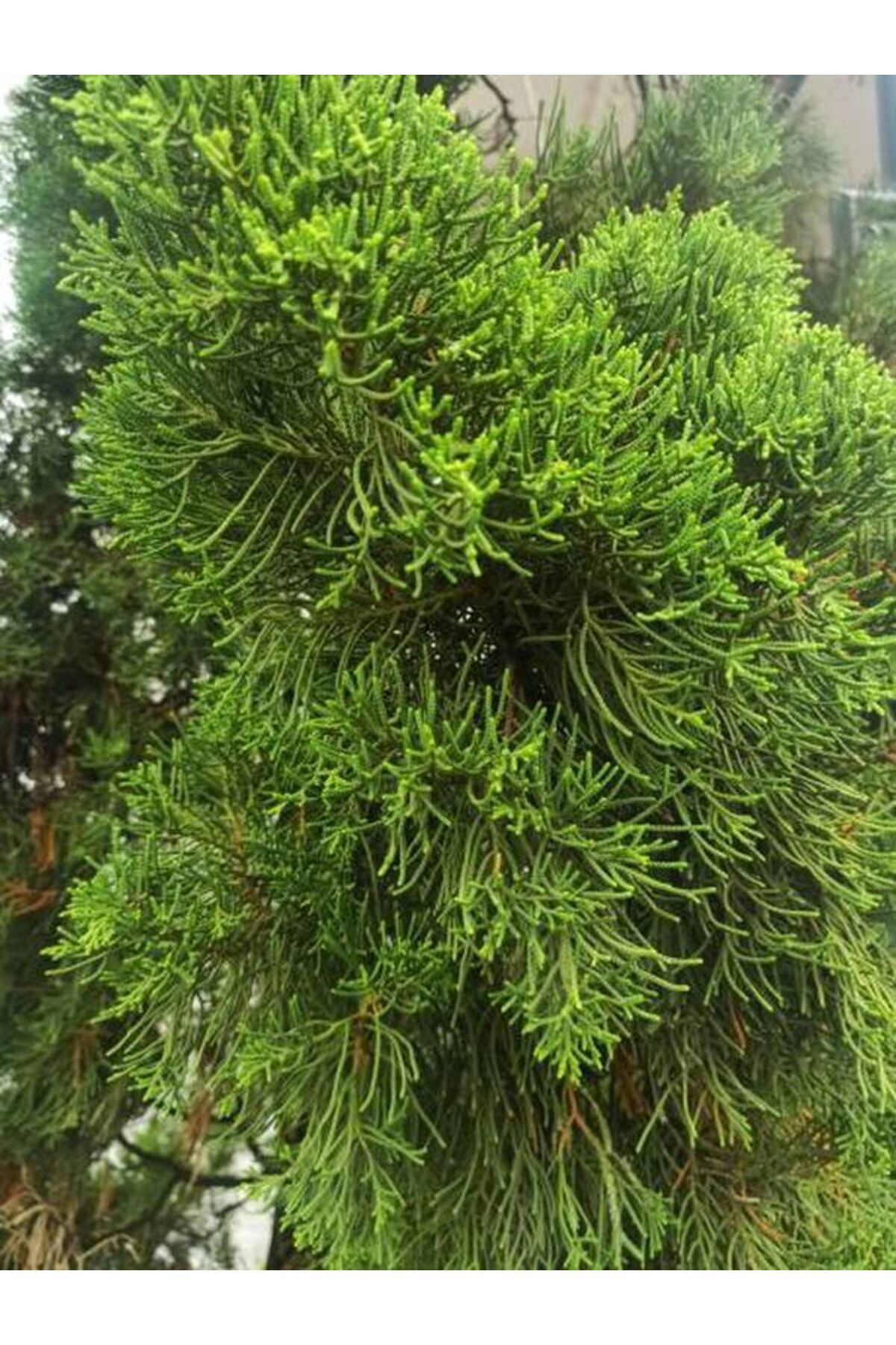 Videolu Mis Kokulu 1 Adet Limon Çamı Servi Fidanı 50-70cm Saksılı\tüplü (LEMON CYPRESS SAPLİNG) - 4