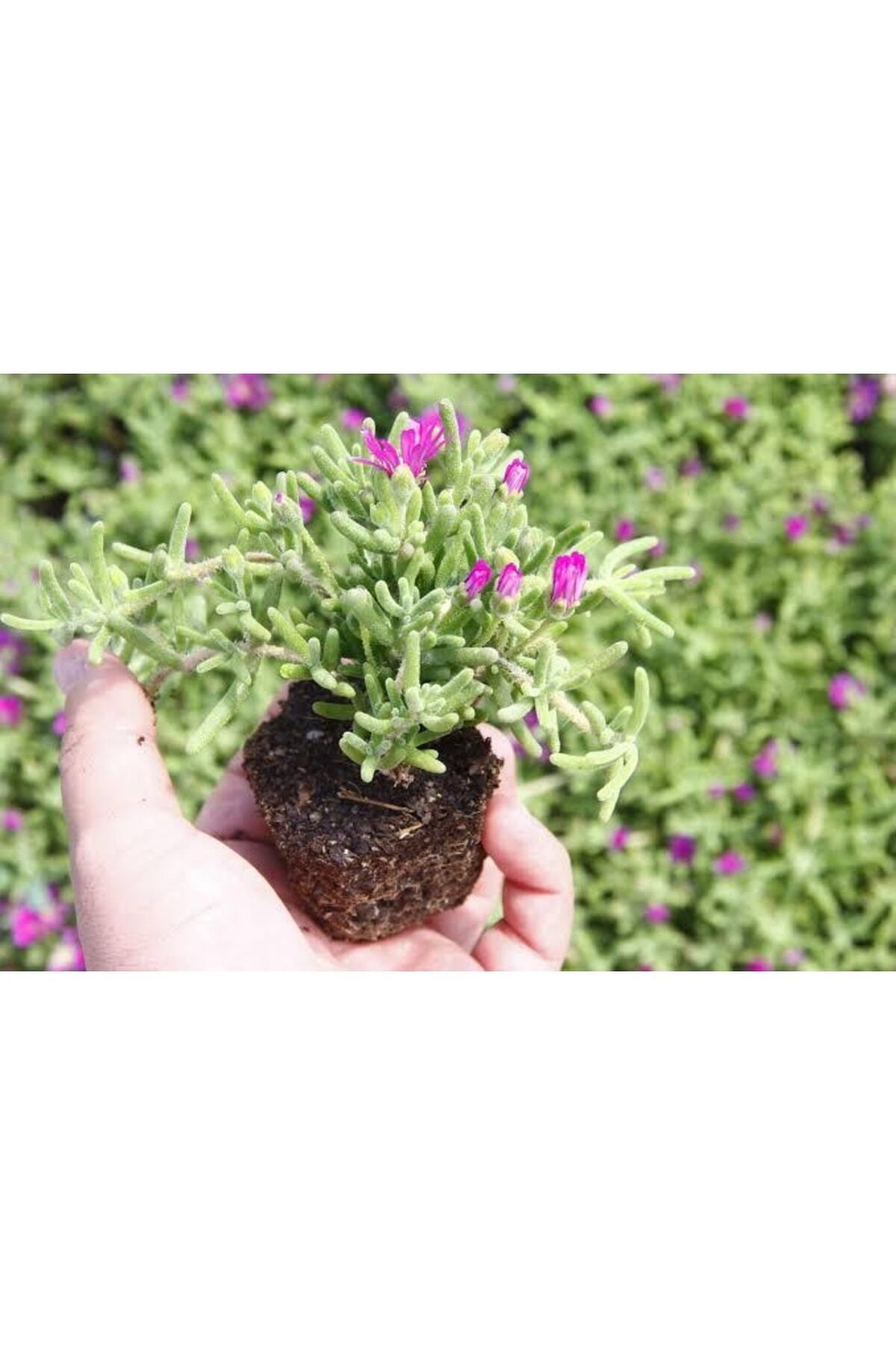 Videolu Acem Halısı Bitkisi 10 Adet Mor Çiçek Açan 10-20 Cm Tüplü Çiçekli Bodur Persian Shield - 3