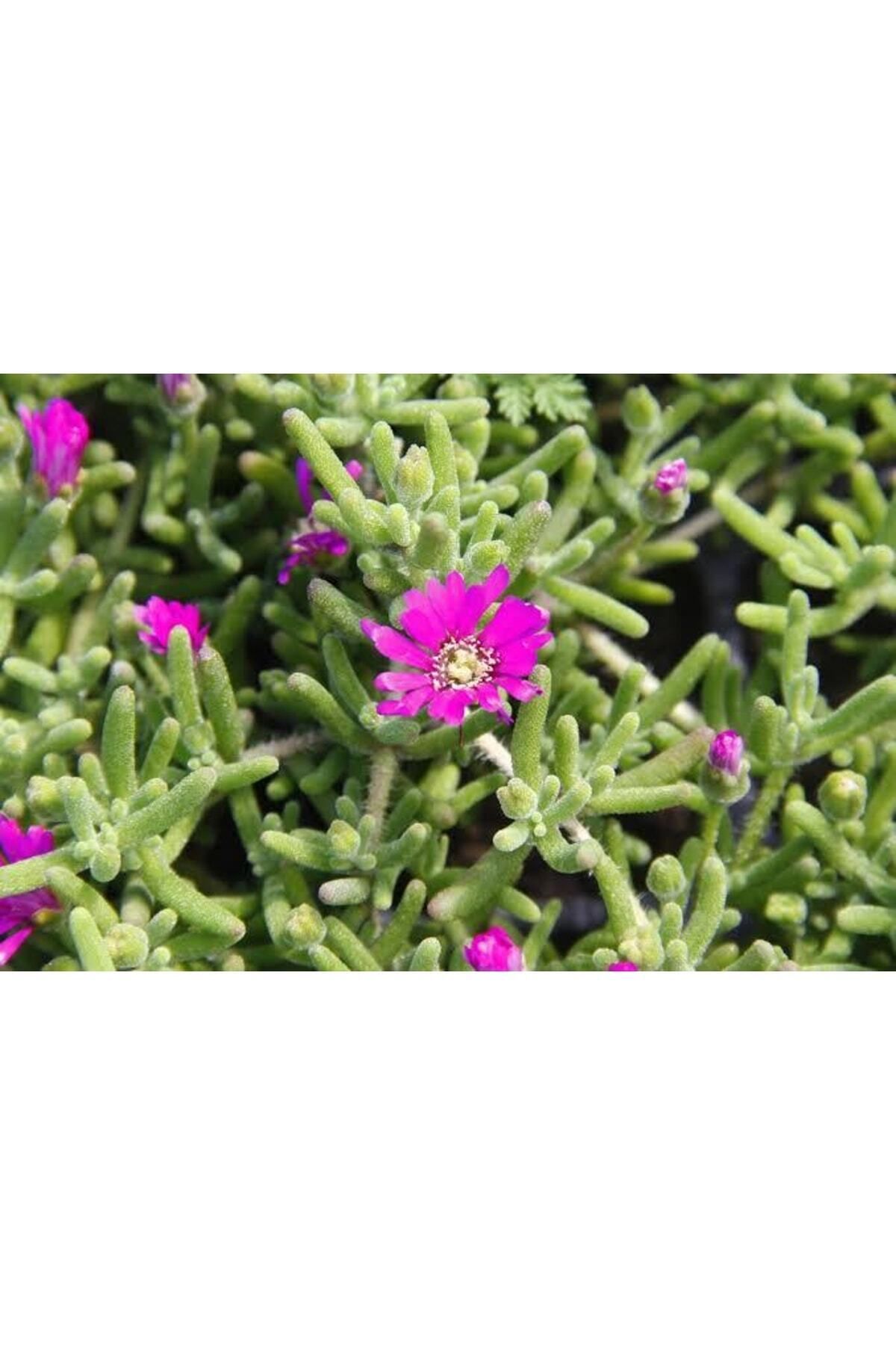 Videolu Acem Halısı Bitkisi 10 Adet Mor Çiçek Açan 10-20 Cm Tüplü Çiçekli Bodur Persian Shield - 2