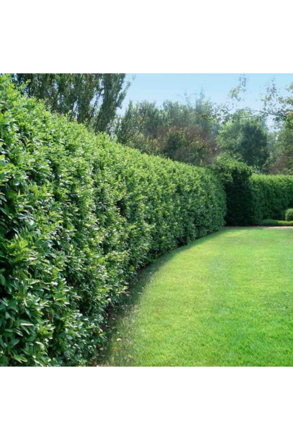 Hedge Plant Ligustrum Maggot Seedling Height 90-110cm 4 Pieces