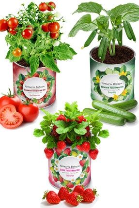 Çilek Salatalık Domates 3 Adet Sebze Yetiştirme Kiti - Fide Sebze Tohum Ve Torf Seti KB101