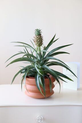 Ninova Saksıda Pineapple Plant (ananas Bitkisi)