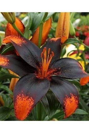 3 Adet Siyah-turuncu Renkli Zambak Çiçeği Soğanı Kokulu SMGVB8763