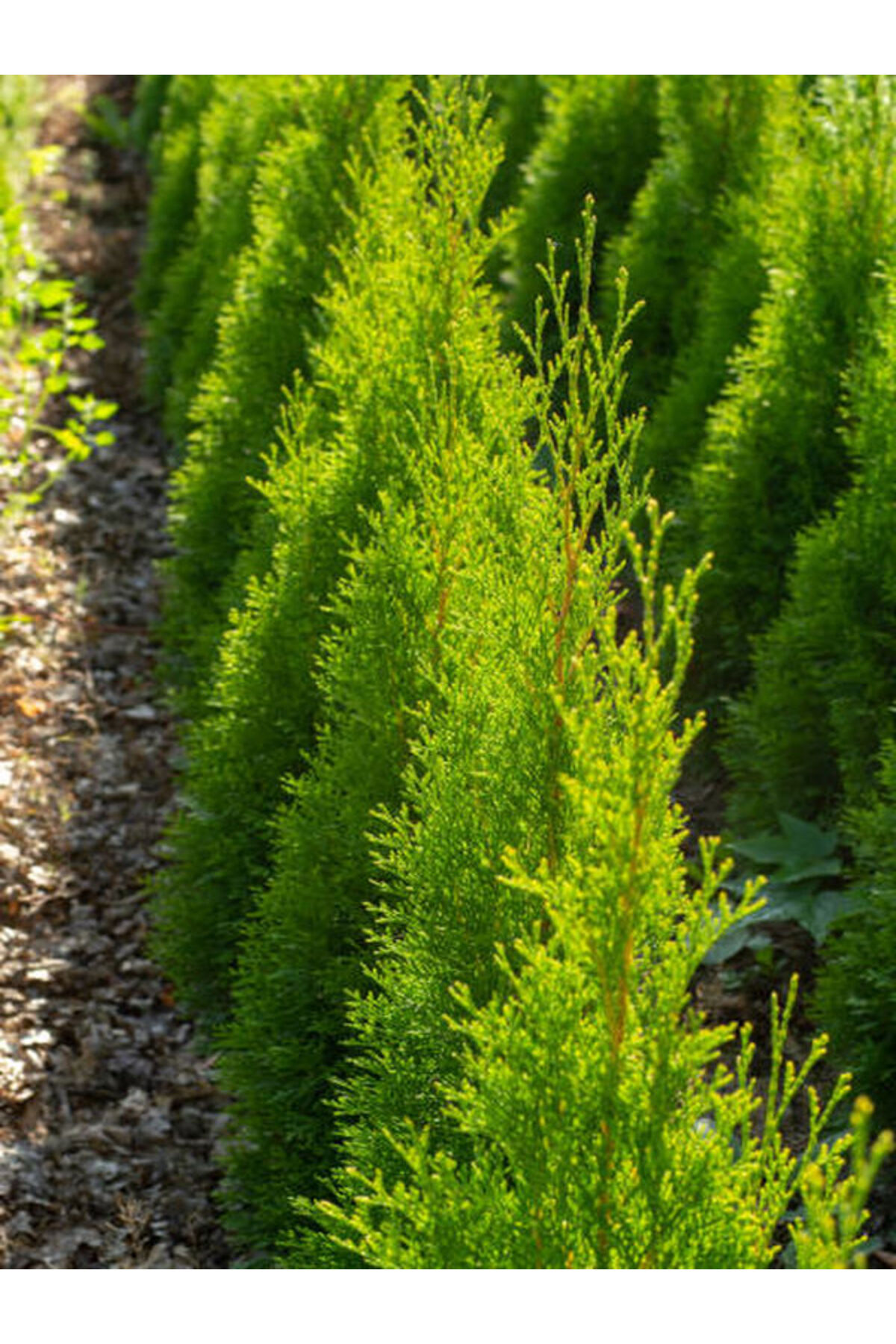 Video Lemon Flooded Lemon Serving Sapling (10 15 CM) 10 Scuba Outdoor Cupressus Macrocarpa
