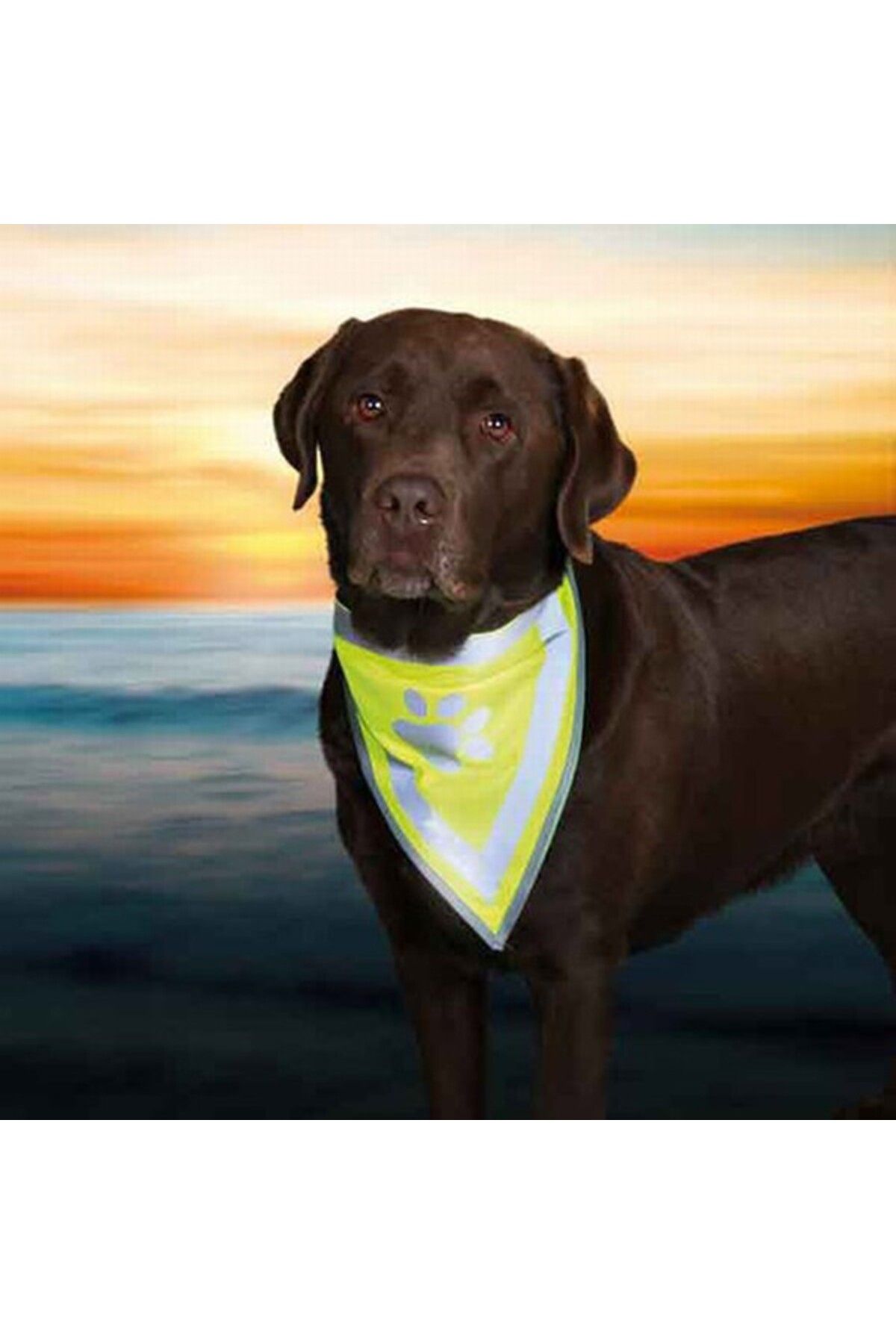 Dog Bandana 22 28 Cm Xs s 4011905301211