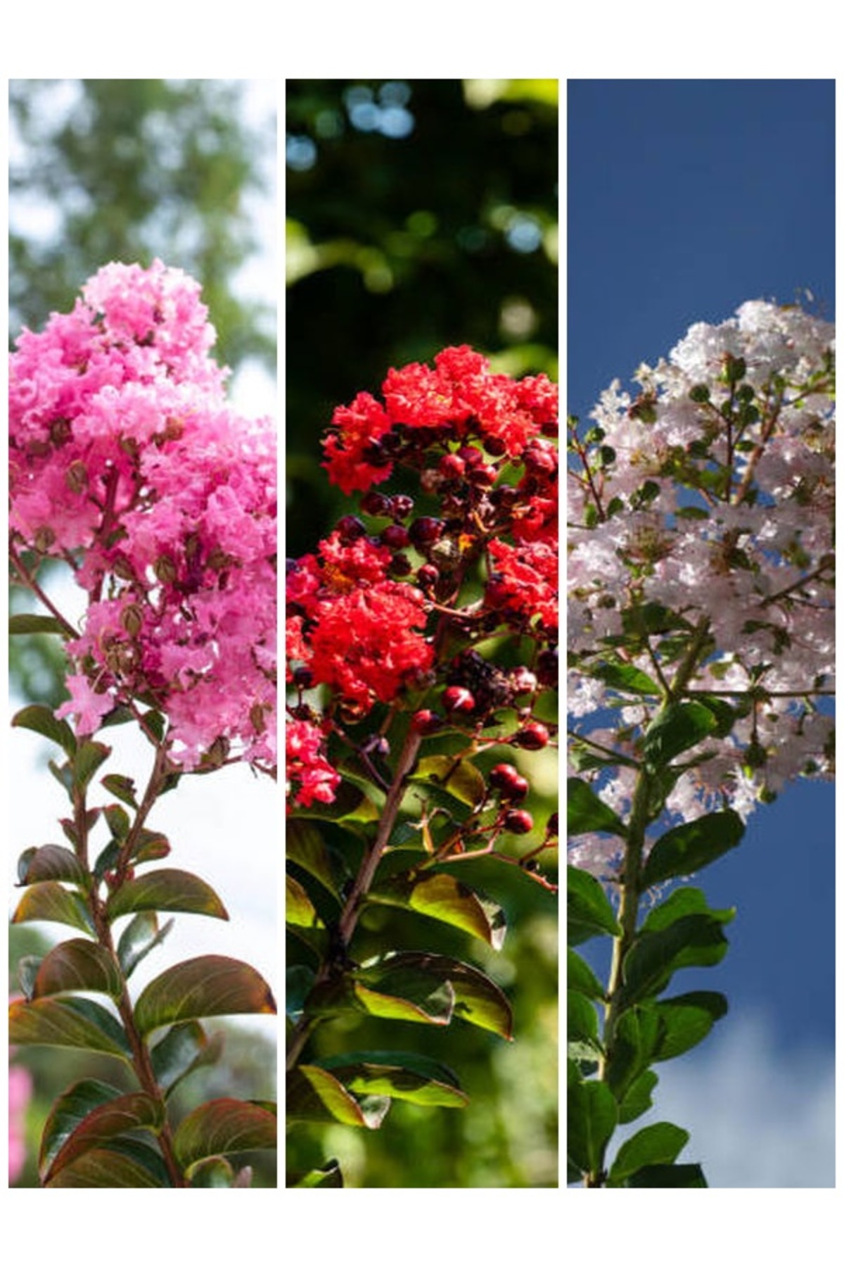 Video Oya Tree Sapling Set Red White Pink (45 50 CM)3 Potted Lagerstromia Indica