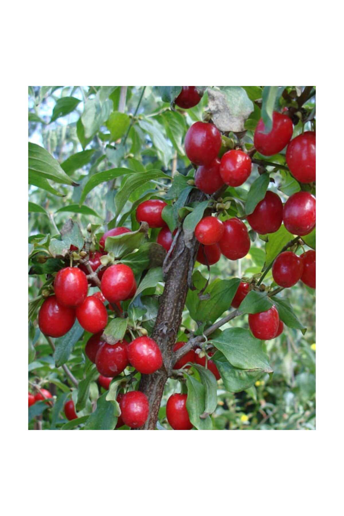 Cranberry Tree Seedling Tube 70-80 Cm Plentiful Fruit