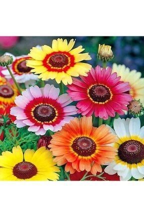 1o Adet Üç Renkli Karışık Papatya Çiçeği Tohumu HJCBIU8236