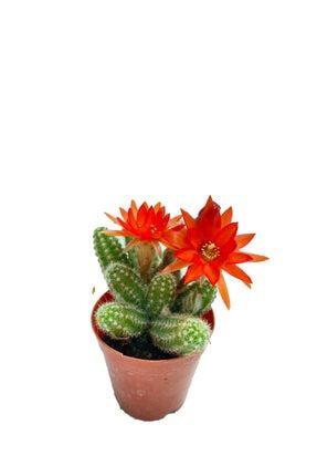 Chamaecereus Silvestrii - 5,5 Cm Saksıda Kırmızı Çiçek Açan Kaktüs 117