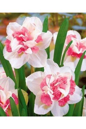 4 Adet Beyaz Pembe Katlı Nergis Çiçeği Soğanı Kokulu JBWEHYV351