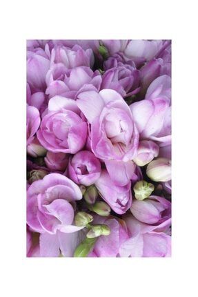 5 Adet Lila Renkli Frezya Çiçeği Soğanı Kokulu HBDEJ9126