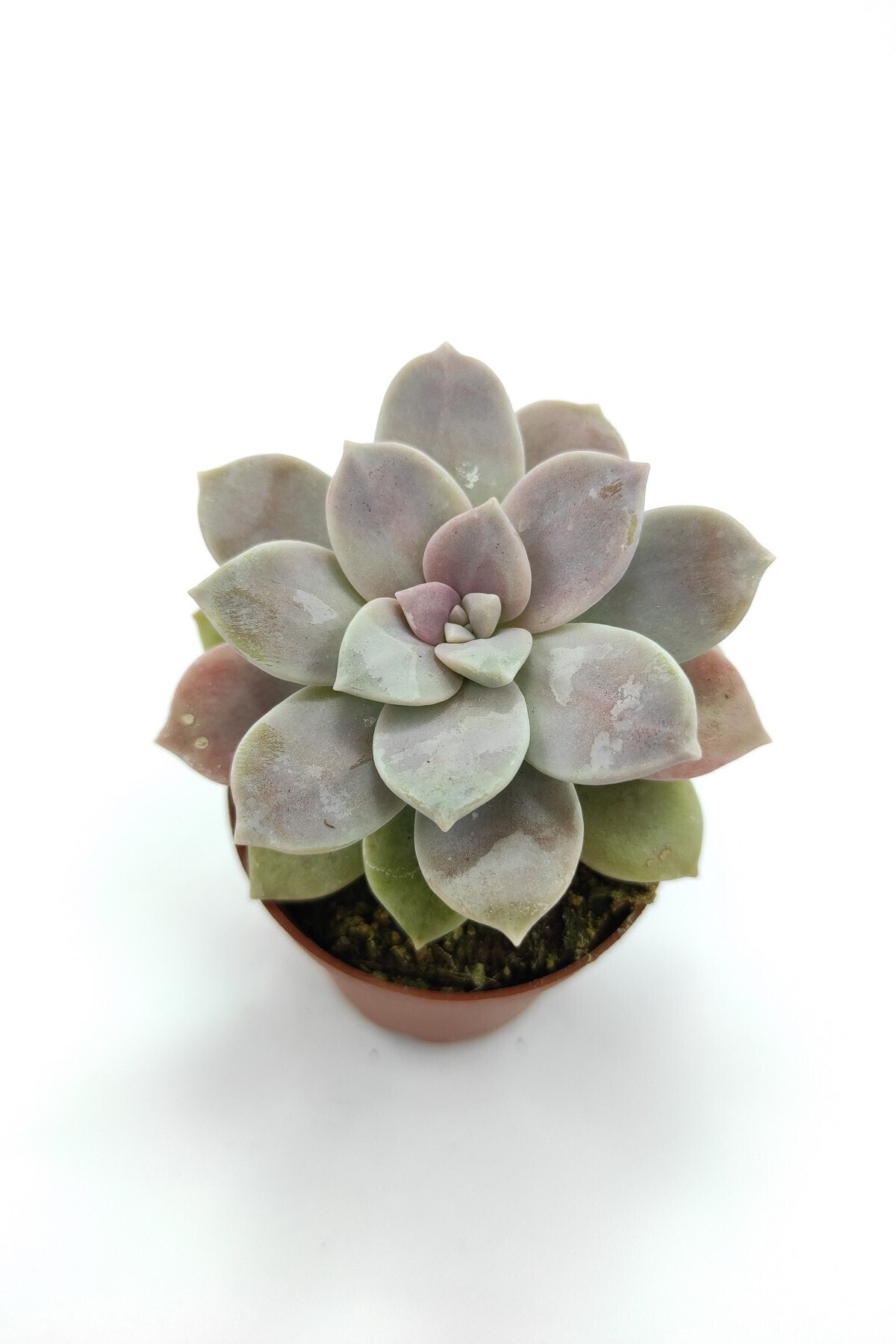 Graptopetalum Superbum Sukulent 5.5 cm Saksıda