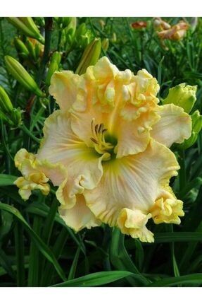 3 Adet Soft Sarı Renkli Fırfılı Zambak Çiçeği Soğanı Kokulu NHDLPMI1465