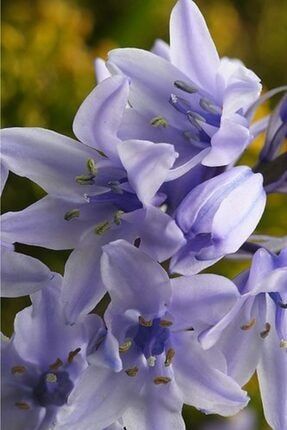 3 Adet Soft Mavi Renkli Kokulu Zambak Çiçeği Soğanı JFGKN516