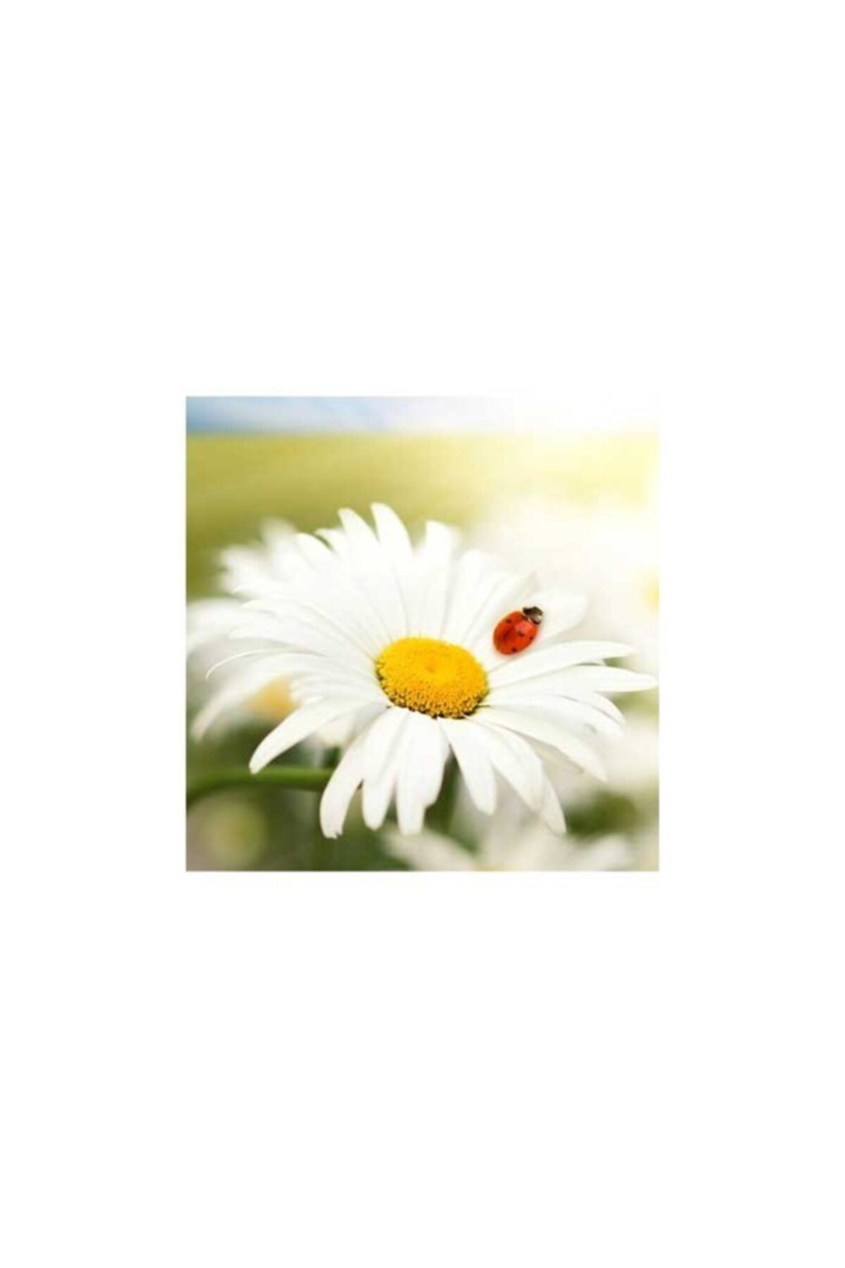 https www trendyol com motto papatya bulasik makinesi sticke p 105173855
