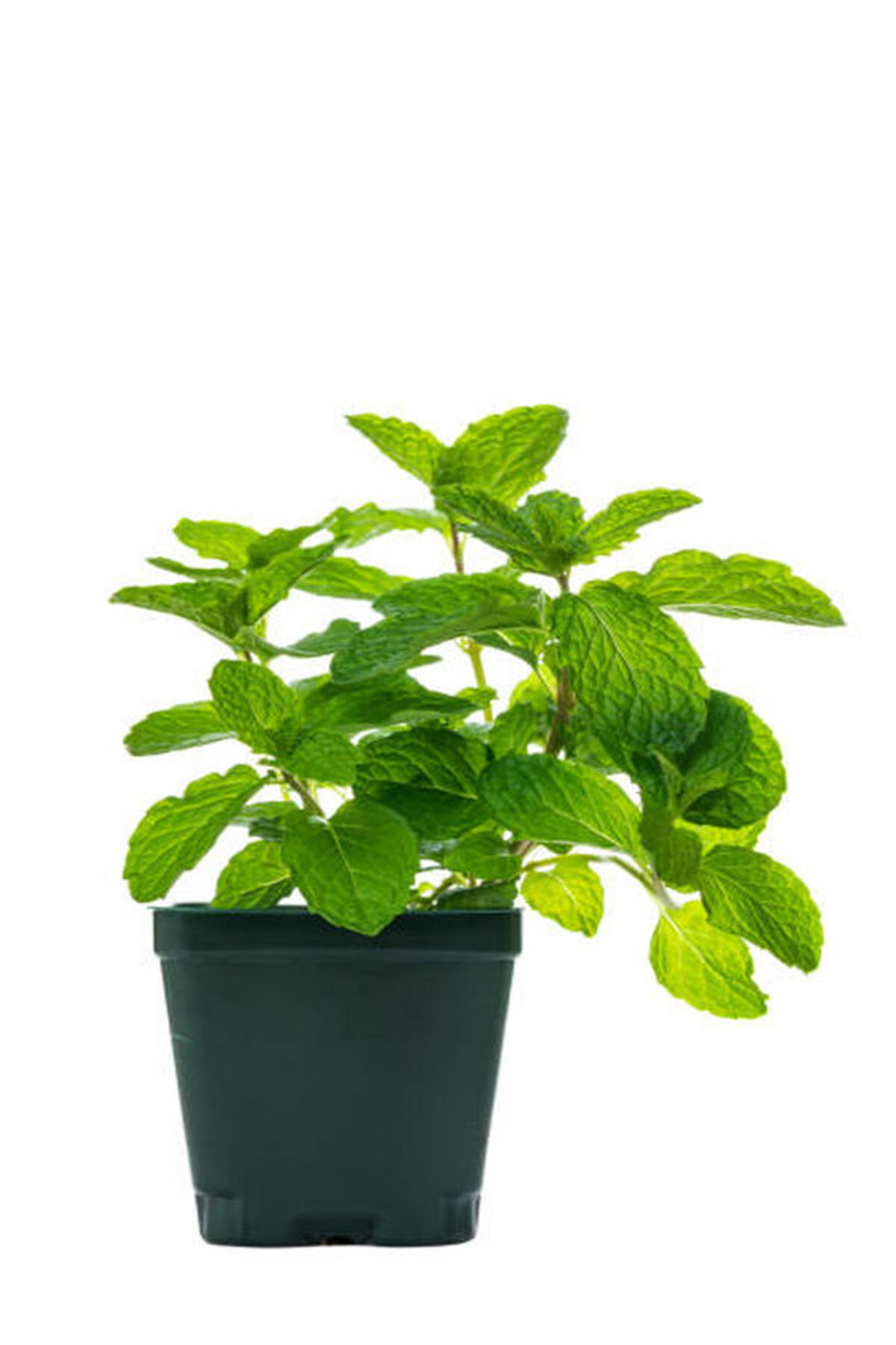 Videolu Mini Saksıda Nane Fidesi 1 Adet Saksılı/ Tüplü 10-15 Cm (MENTHA) 2