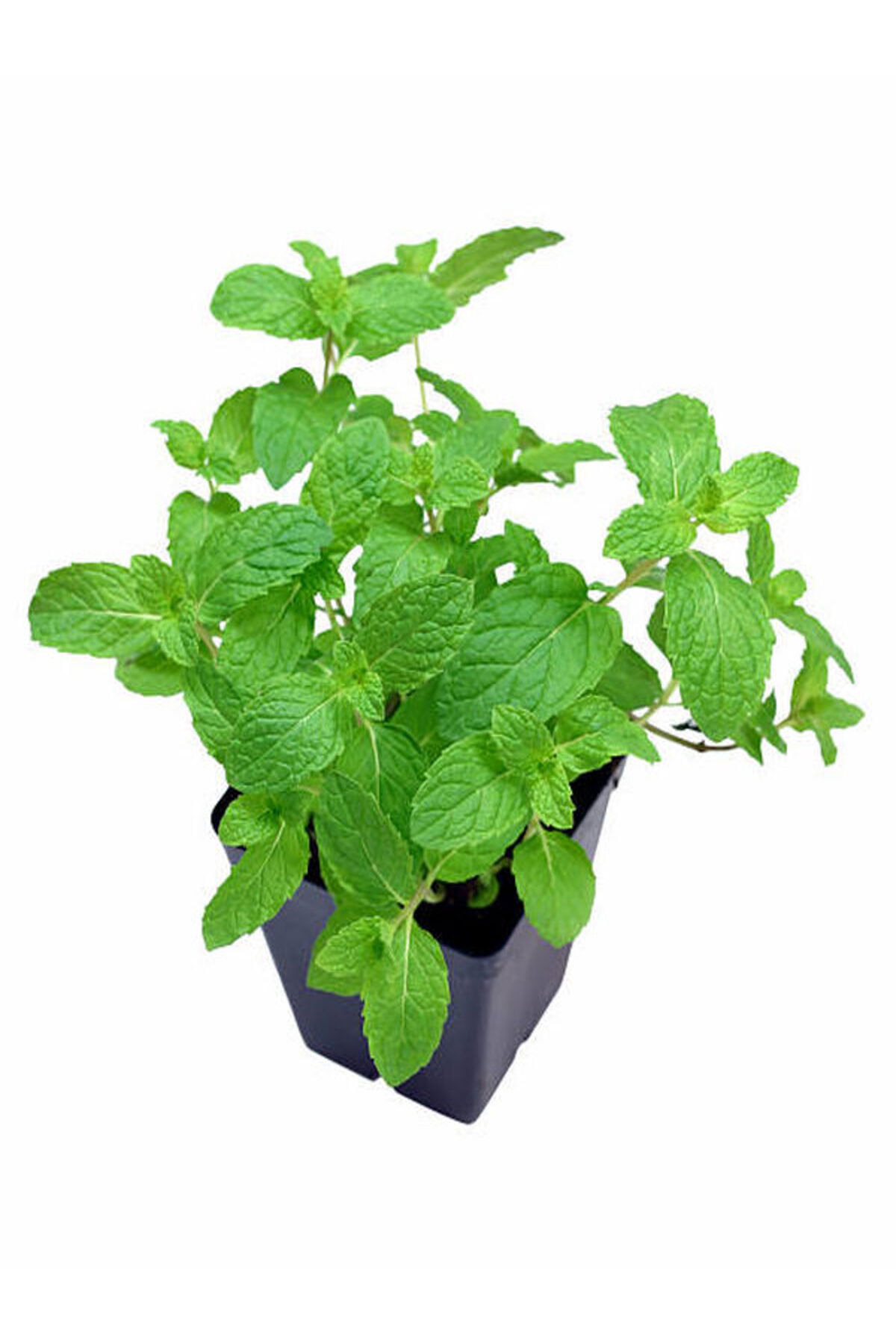 Videolu Mini Saksıda Nane Fidesi 1 Adet Saksılı/ Tüplü 10-15 Cm (MENTHA) 4