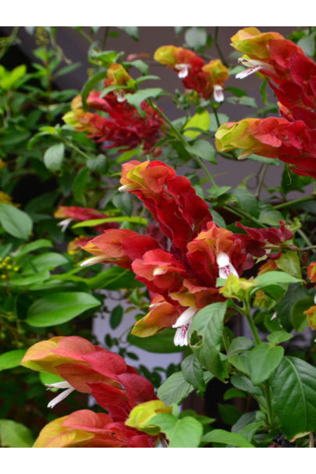 Video Shrimp Flower (30 50 cm)1 Potted/ Tube Indoor/ Outdoor Plant Pachystachys Lutea