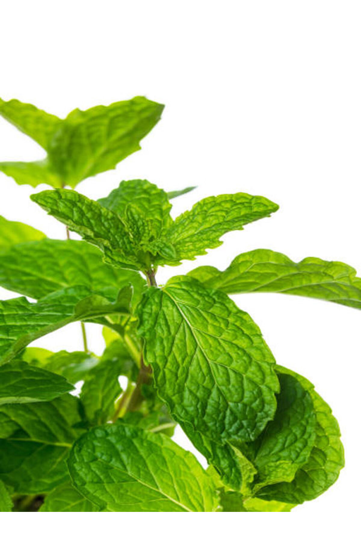 Videolu Mini Saksıda Nane Fidesi 1 Adet Saksılı/ Tüplü 10-15 Cm (MENTHA) 3