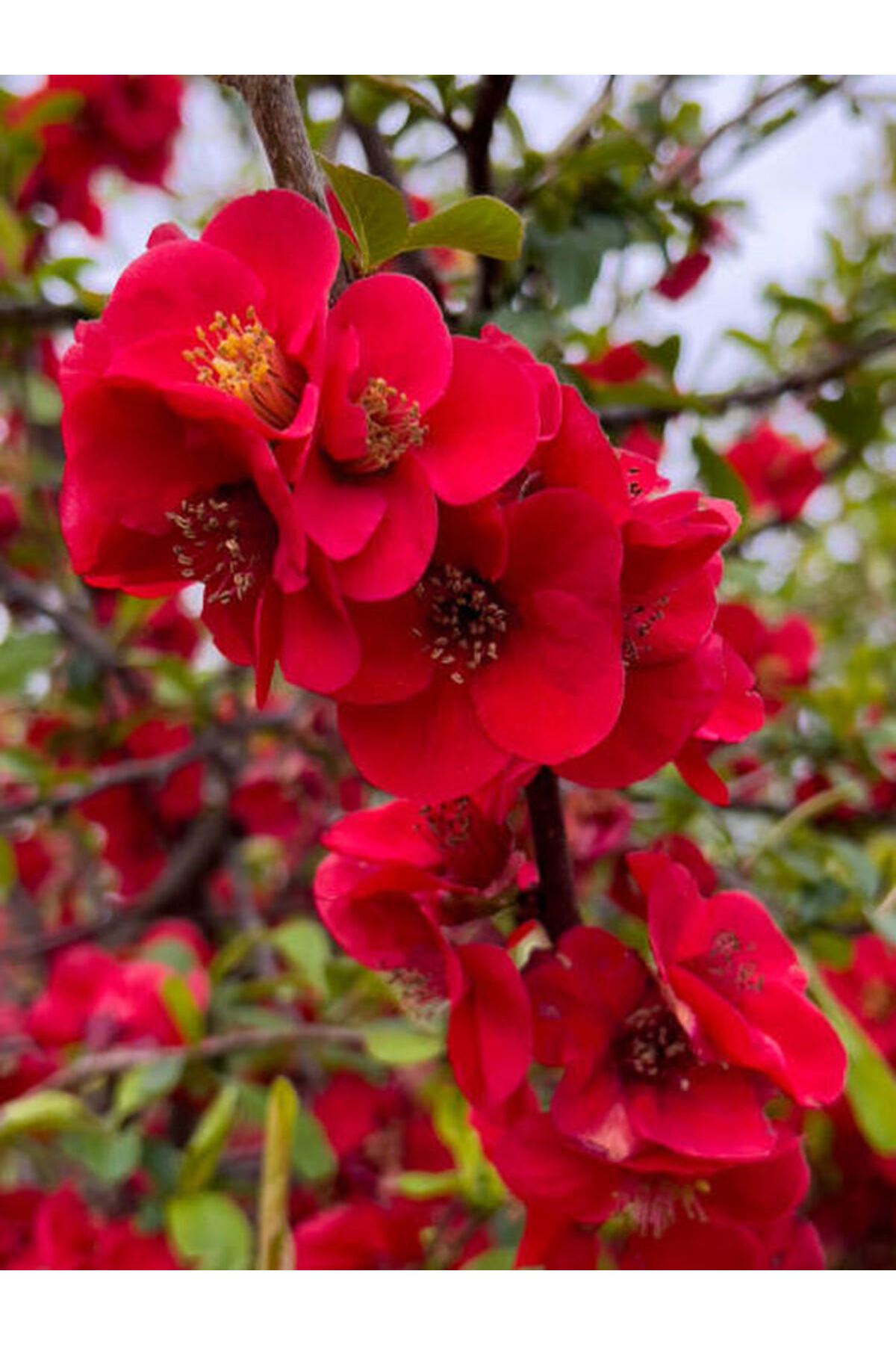 Red Spring Branch with Video (40 60 cm) 1 Potted Flowering Outdoor Plant Chaenomeles Japonica