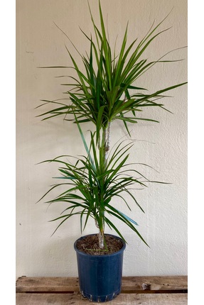 NADİR KAKTÜS Marginata Dracaena 2 Gövdeli 90 100 Cm Ev Bitkisi Salon Bitkisi ...