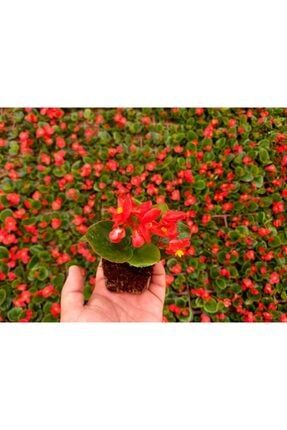Begonya Çiçeği 45 Adet - Kırmızı Renk tncbtnk016441512