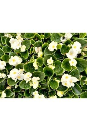 Begonya Çiçeği 45 Adet - Beyaz Renk tncbtnk016451513