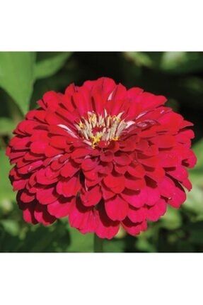 10 Adet Kırmızı Renkli Zinnia Çiçeği Tohumu LSHUB5