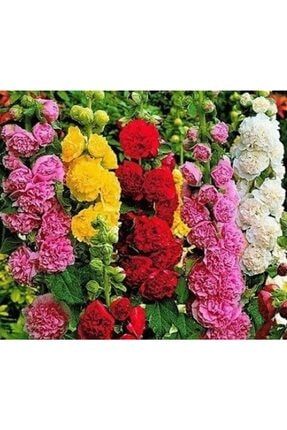 10 Adet Karışık Renkli Katmerli Gül Hatmi Çiçeği Tohumu BSUMI8745
