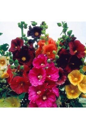 10 Adet Karışık Renkli Gül Hatmi Çiçeği Tohumu GXHHGVB612