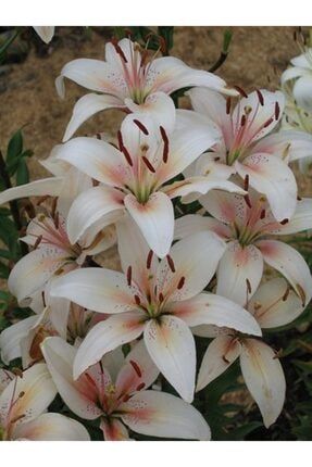 3 Adet Soft Renkli Kokulu Zambak Çiçeği Soğanı BDMJERFR185