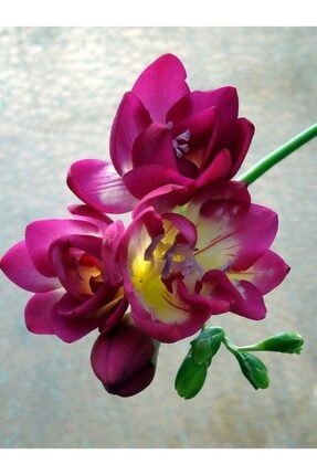 5 Adet Özel Renkli Frezya Çiçeği Soğanı HSBJKFN1294