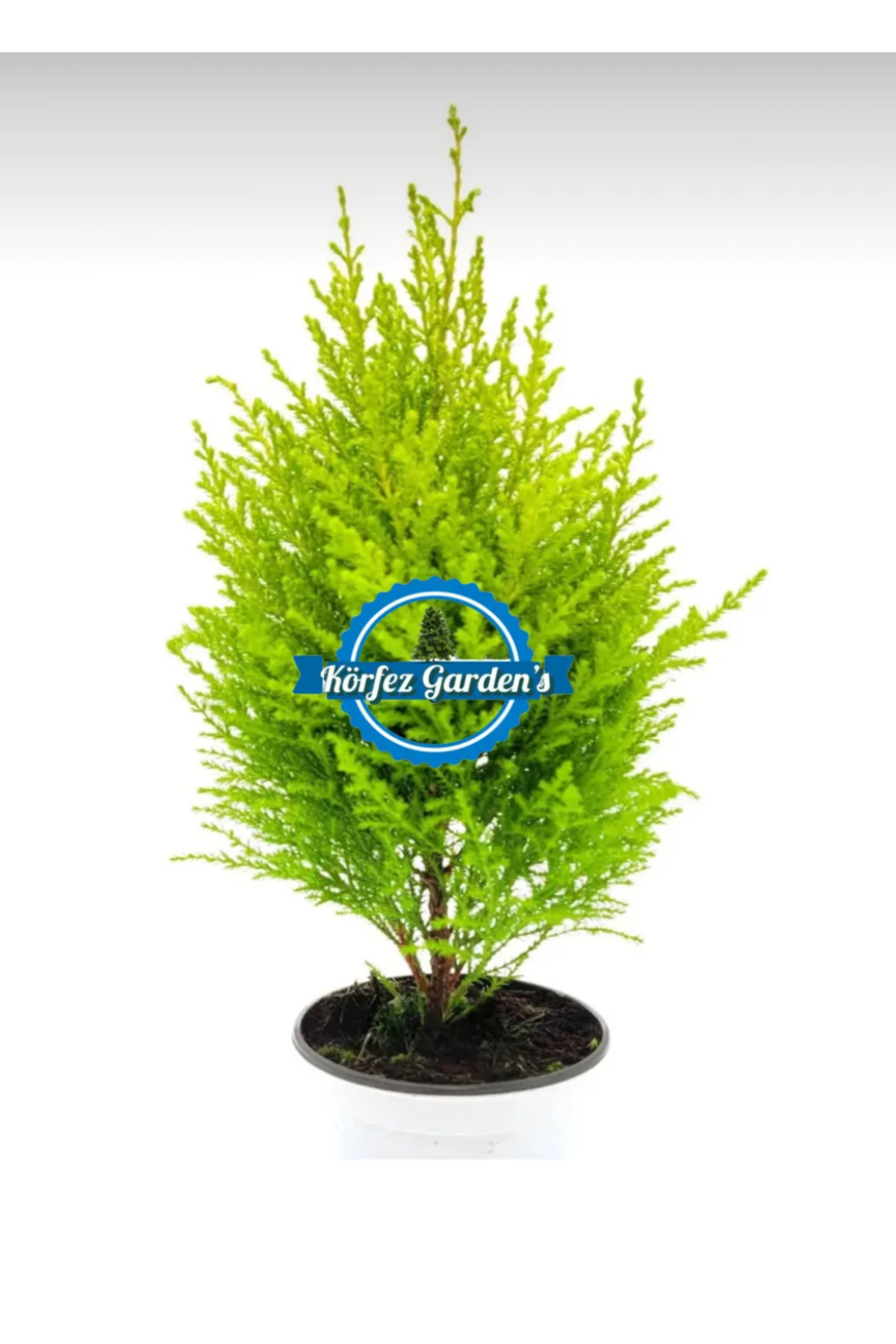 Living room pine Lemon Servi Imported Potted 30-40 cm Length