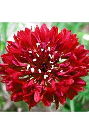 10 Adet Kırmızı Renkli Kantaron Çiçeği Tohumu HSDJHF354