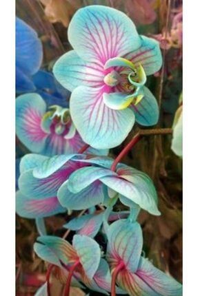 10 Adet Gökkuşağı Rengi Orkide Çiçek Tohumu NLUUBBH