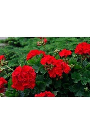 10 Adet Kırmızı Sardunya Çiçek Tohumu MBVFYVUB