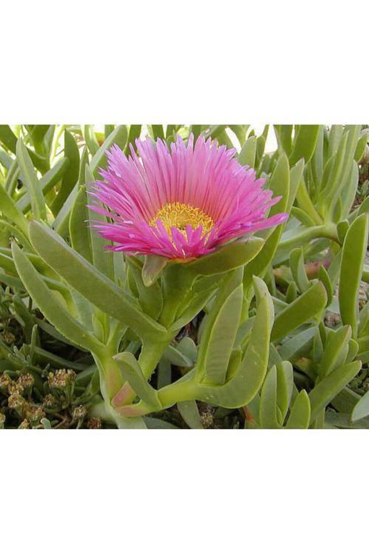 Carpobrotus Acinaciformis, Goosefoot ( Izmir Beauty ) Pot, 45 Pieces