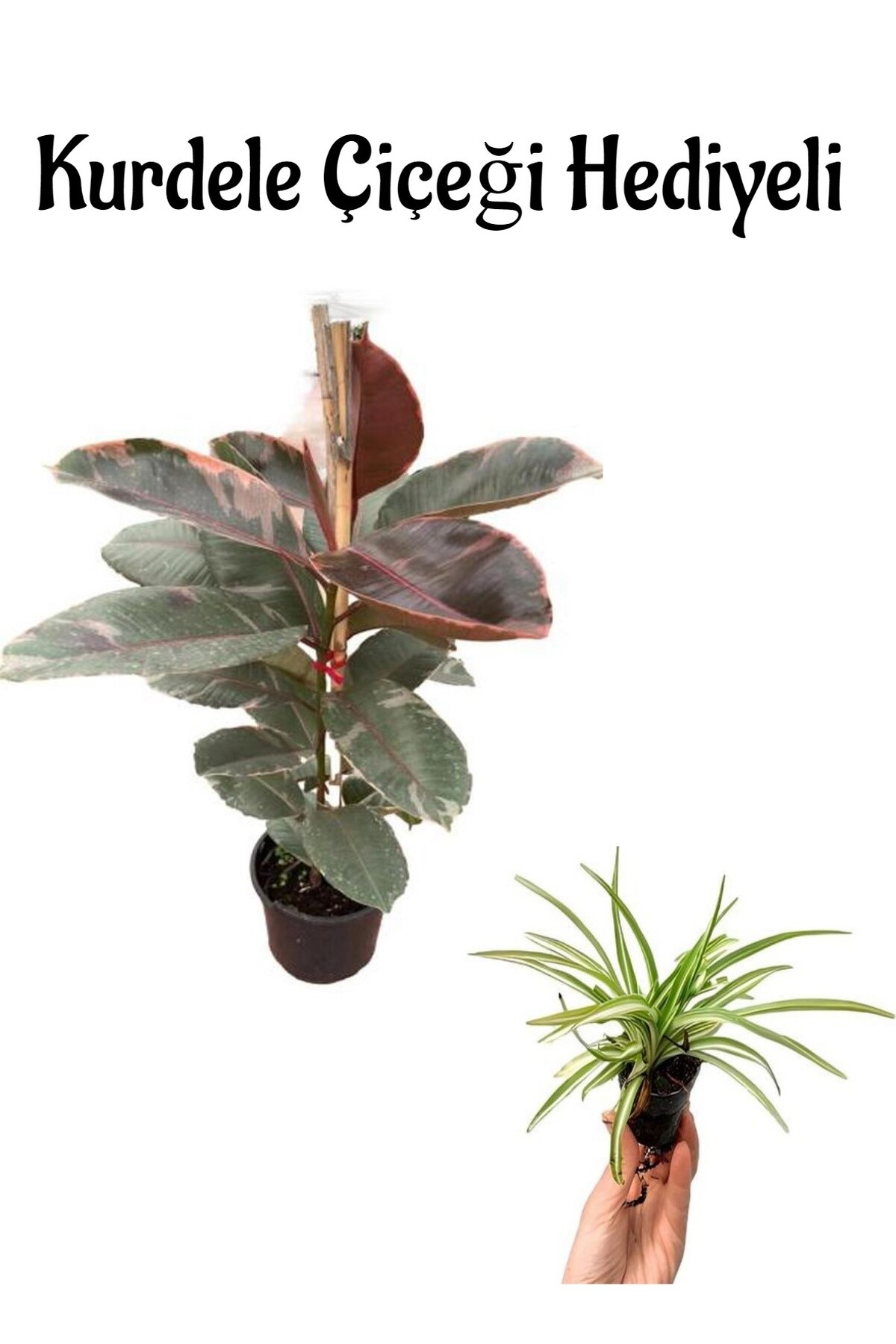 Shiny Leafy Pink Rubber Plant Valentine's Day Ribbon Flower GIFT