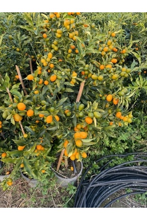 ASES 5 YAŞ 150-200 MEYVELİ SAKSIDA NAGAMİ KAMKAT FİDANI 150-180 CM