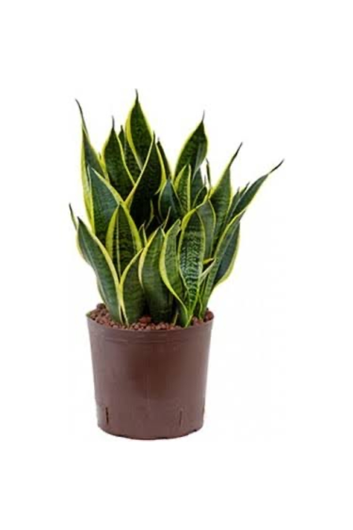 Pasha Sword New Season Hall Plant Potted