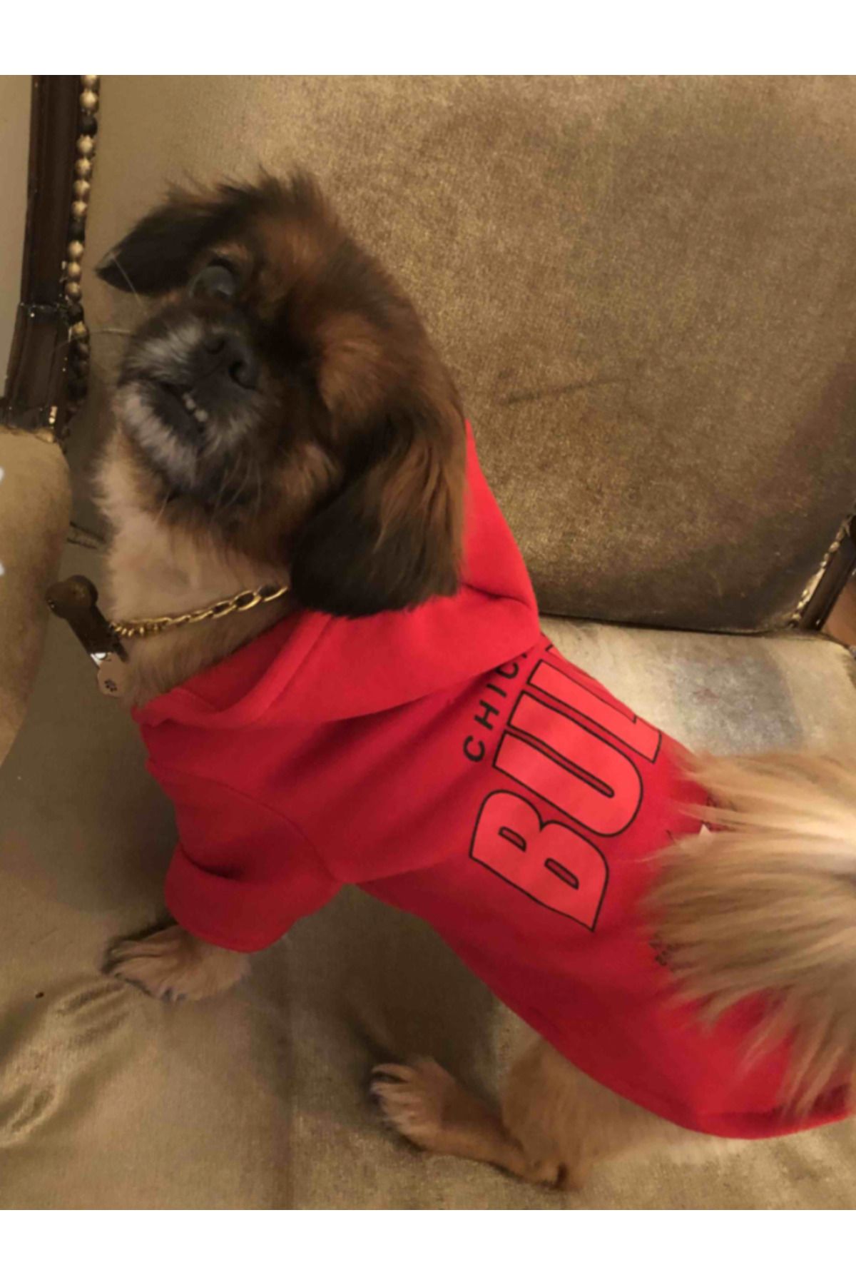 Liverpool shirt for dogs top