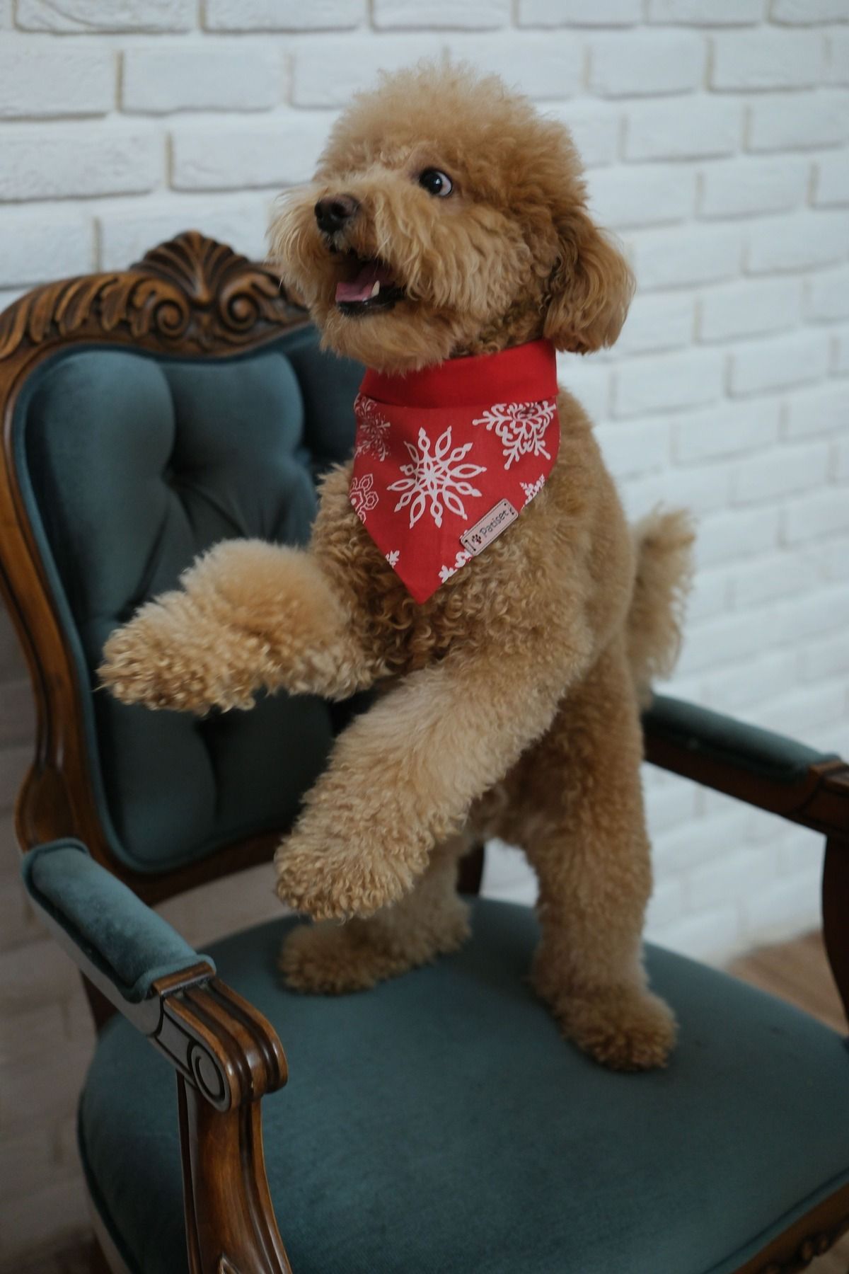 Yılbaşı Özel Büyük Kar Tanesi Desenli Kırmızı Köpek Fuları Bandanası Köpek Kıyafeti
