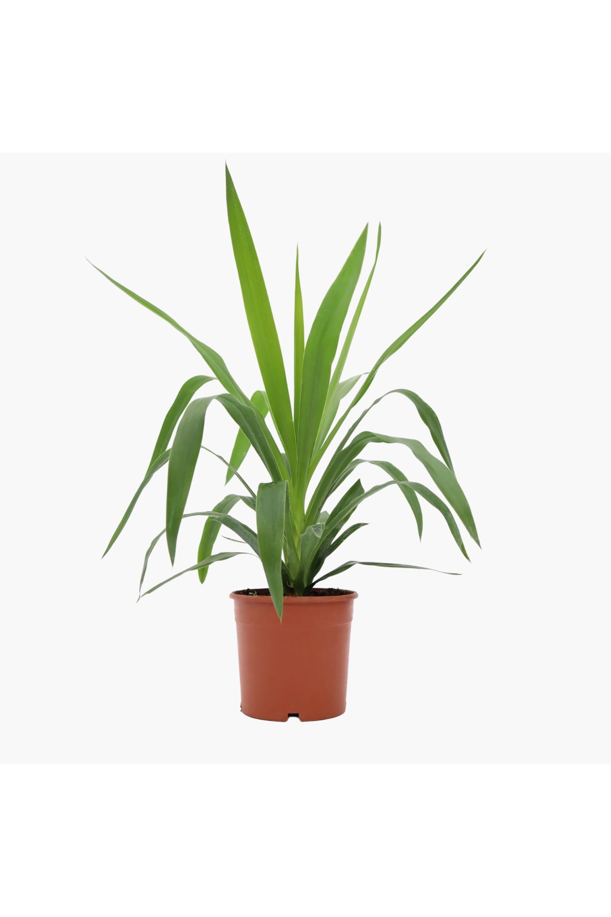 Yucca Jawel Yukka, 15-30 Cm, 1 Piece