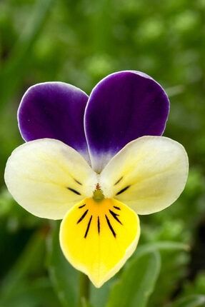 10 Adet Özel Renkli Hercai Menekşe Çiçeği Tohumu DKLNG641