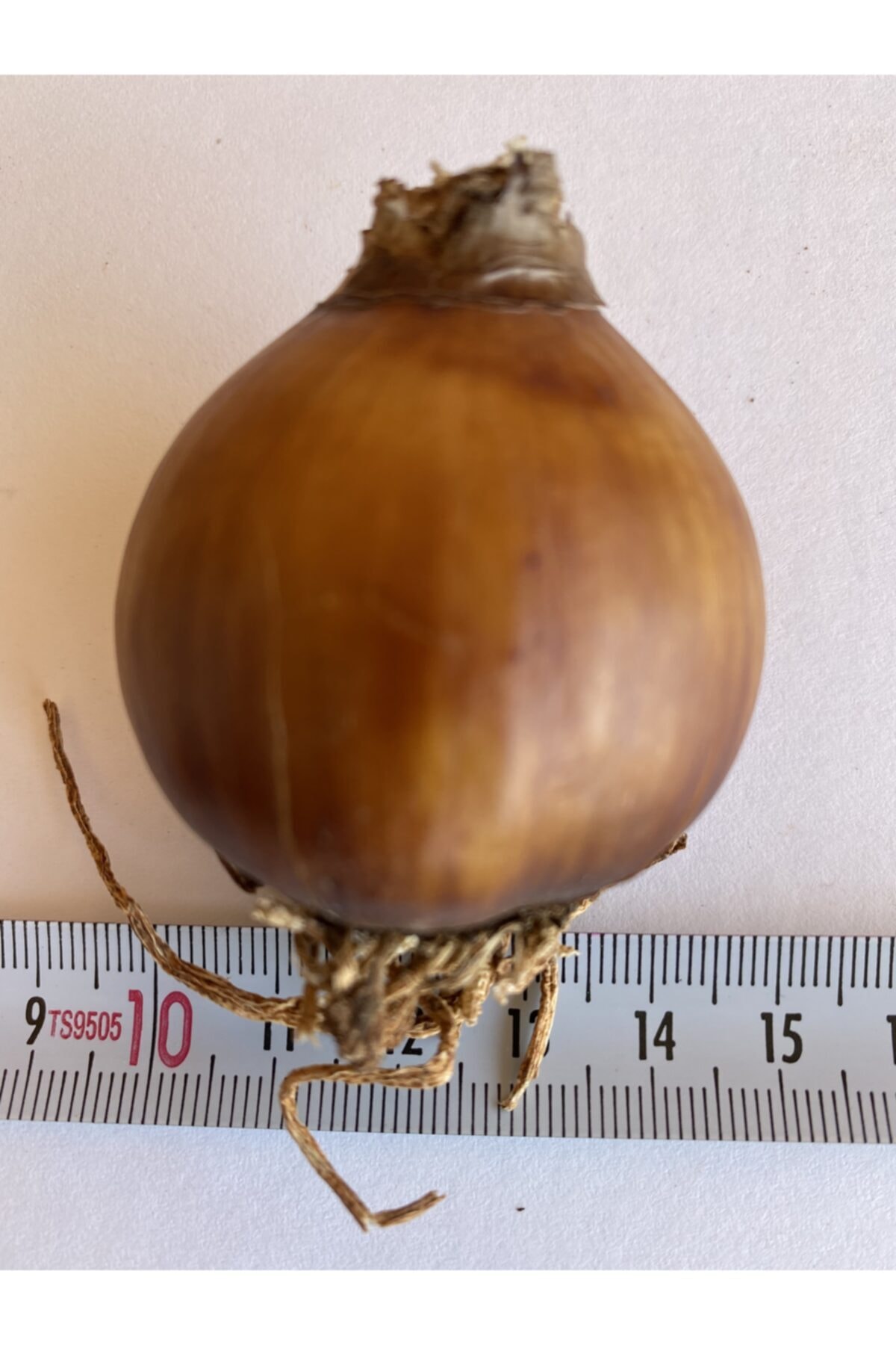 10 Adet Beyaz Sarı Katmerli Nergis Çiçeği Soğanı Kokulu (LARGE) 2