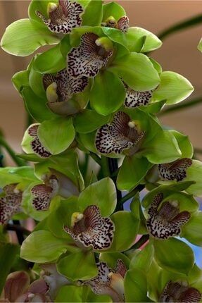 10 Adet Özel Leopar Orkide Çiçek Tohumu HKMLNO