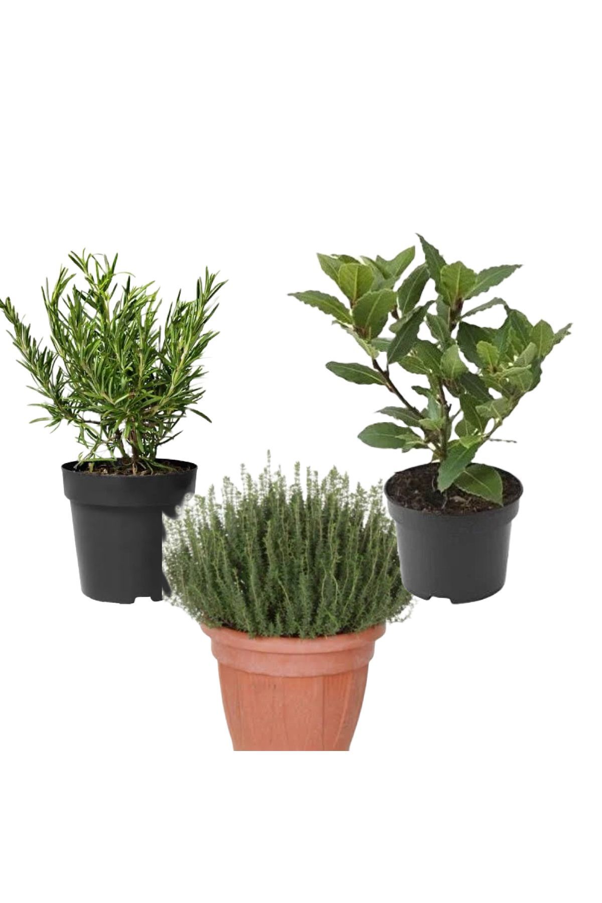 Aromatic Kitchen Set ROSEMARY THYME LAUREL with Potted