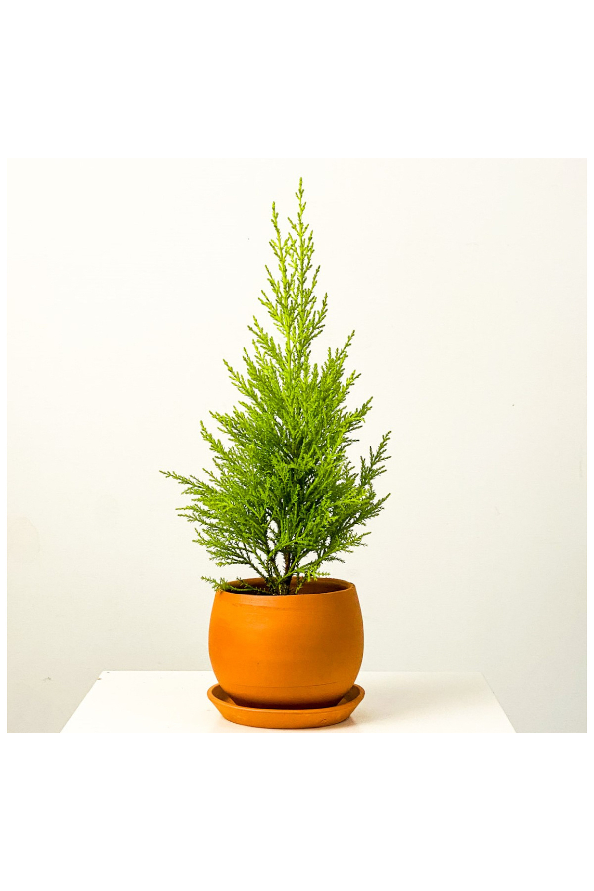 Lemon Serving, Lemon Pine 30-35 cm Large Branch Full Form